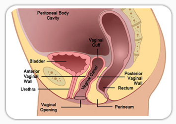 Dr. Sankar Dasmahapatra Hysterectomy Specialist Kolkata